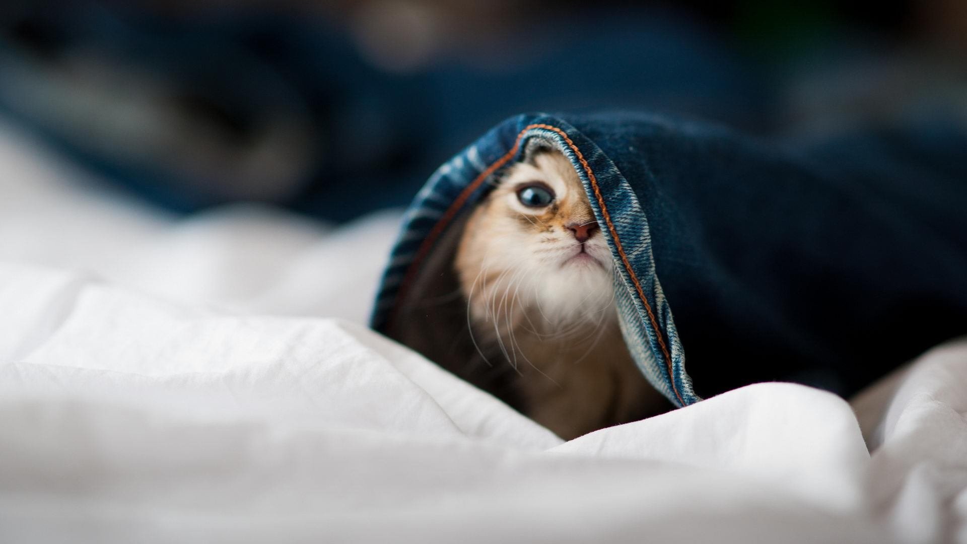 F1环保行:推动全球绿色技术,f1 环保