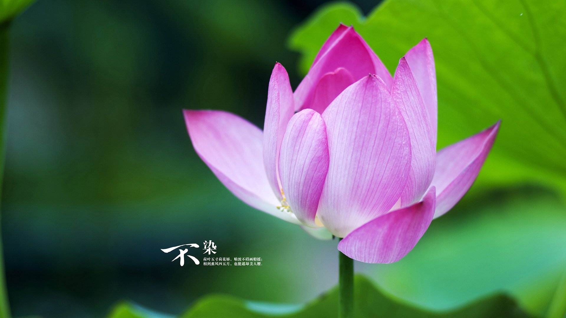 F1绿色赛季：环保技术全面升级，绿色f1赛车的图片